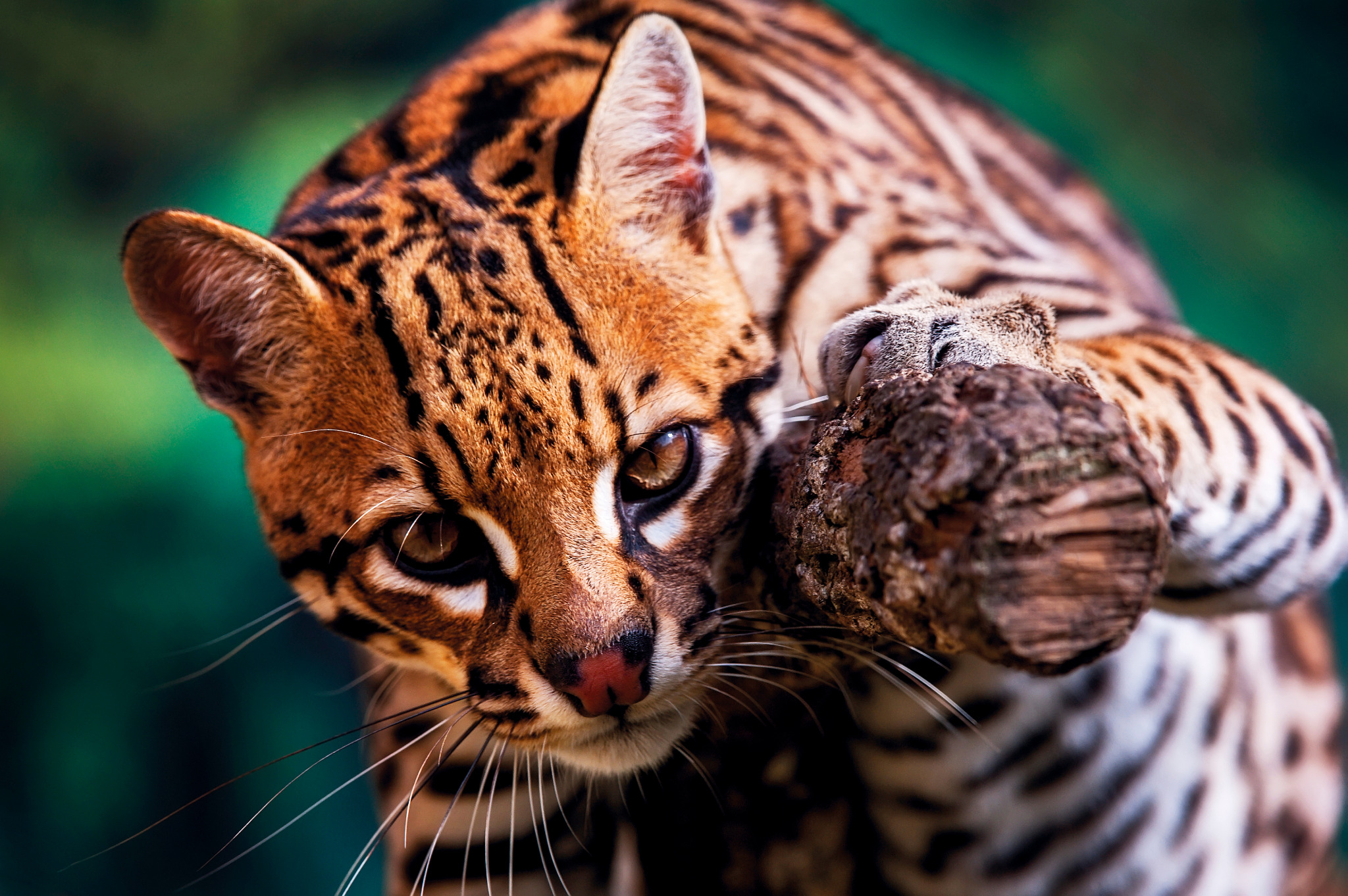 Close-up stock photograph of an ocelot resting on a branch
